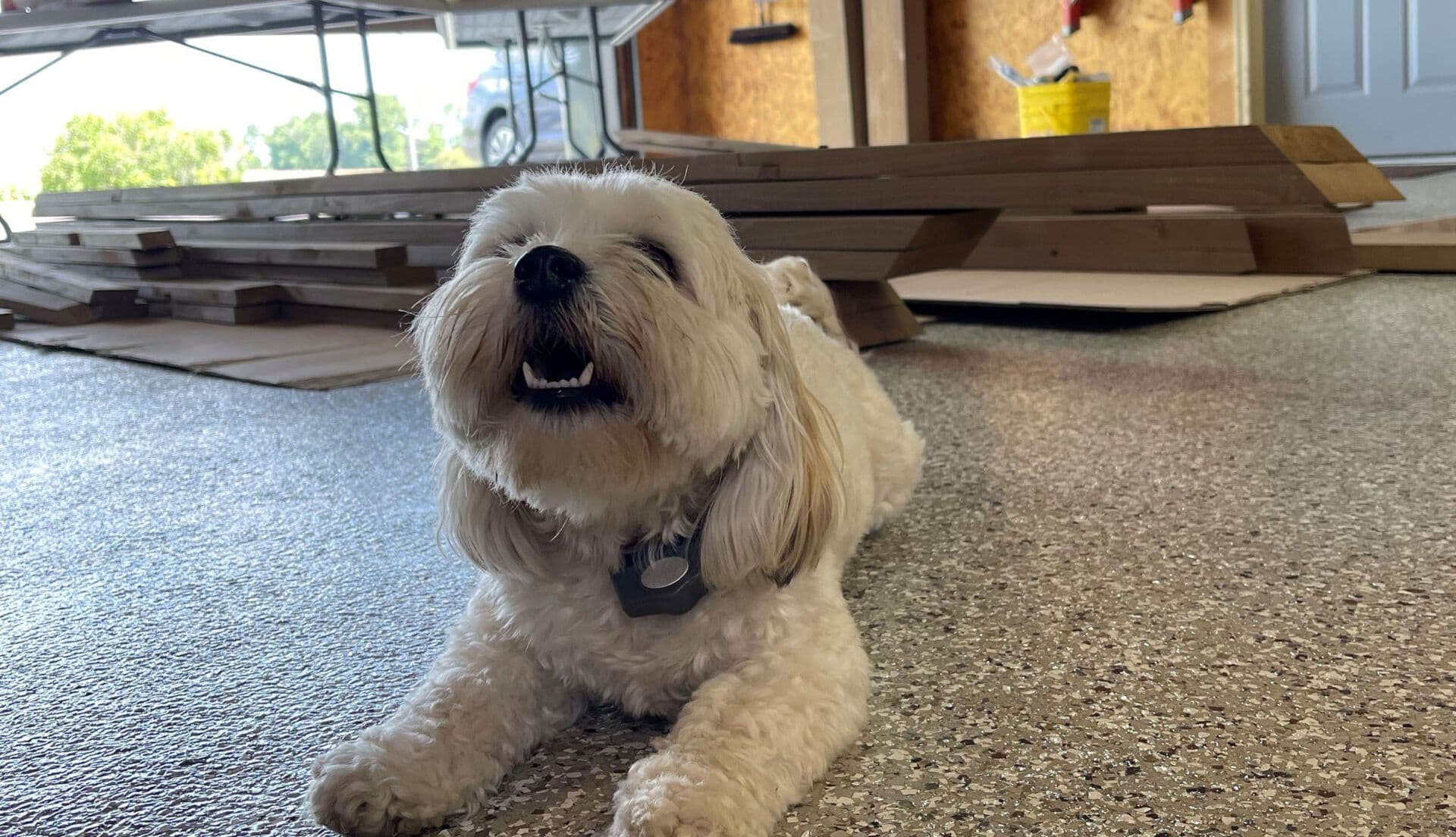 dog laying