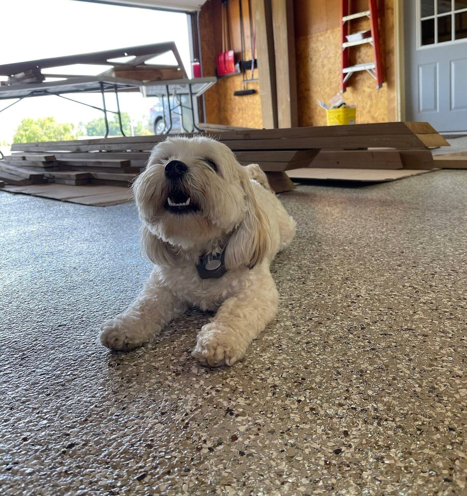 Dog-on-floor-copy-e1678683595703